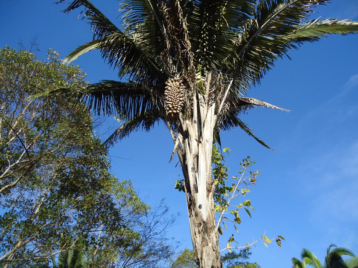 Palmera de babaçu con un racimo de frutos, vista desde abajo contra el cielo azul